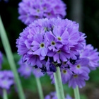 Palloesikko (Primula denticulata), siemeniä 100 kpl - pikkukuva 2