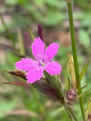 Mykeröneilikka (Dianthus armeria), siemeniä 100 kpl