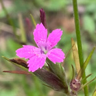 Mykeröneilikka (Dianthus armeria), siemeniä 100 kpl - pikkukuva 1
