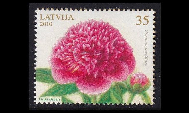 Latvia 782 ** Kukka pioni (2010)