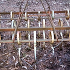Joustopiikkiäes - pikkukuva 2
