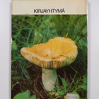 Kalervo Eriksson : Käytännön sieniopas - pikkukuva 2