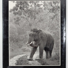 M. Y. Ghorpade : Sunlight & shadows : An Indian wildlife ... - pikkukuva 2