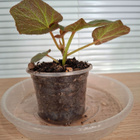 Begonia Boomer - pikkukuva 2