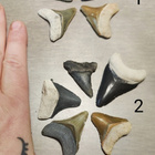 5 eri väristä jättihai megalodonin harvinaista poikashammast - pikkukuva 5