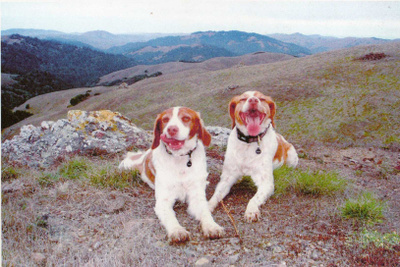 BRETONI KOIRA POSTIKORTTI  -  RANSKALAINEN LINTUKOIRA