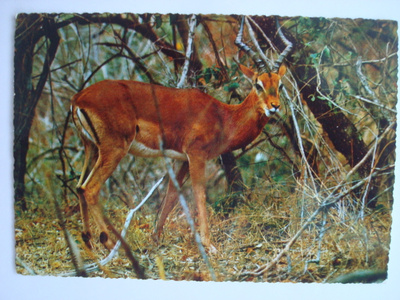 IMPALA antilooppi, Afrika, kiiltopinta, ei kulk.
