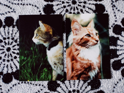 ~Kissa kortti~ 2kpl