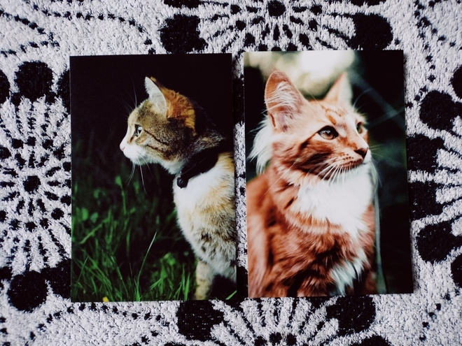~Kissa kortti~ 2kpl