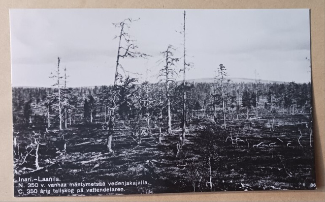 Inari, Laanila, n. 350 vanhaa mäntymetsää, SMY nro 86, ei p.