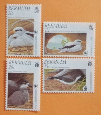 Bermuda 2001 WWF Lintuja