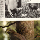 Viikko Sanomat n:o 25/26 1963 Bourguinban Suomessa. Kanahauk - pikkukuva 5
