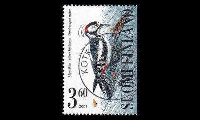 1566 o Tikkalintuja kaunis Kotka 27.8.01 (2001)