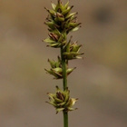 Hakarasara (Carex  spicata), siemeniä 50 kpl - pikkukuva 3