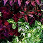 Isokirjopeippi (Coleus scutellarioides), siemeniä 50 kpl - pikkukuva 1
