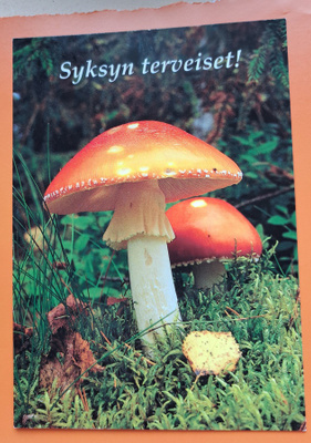 sieni, Syksyn terveiset, kulkenut käsipostissa