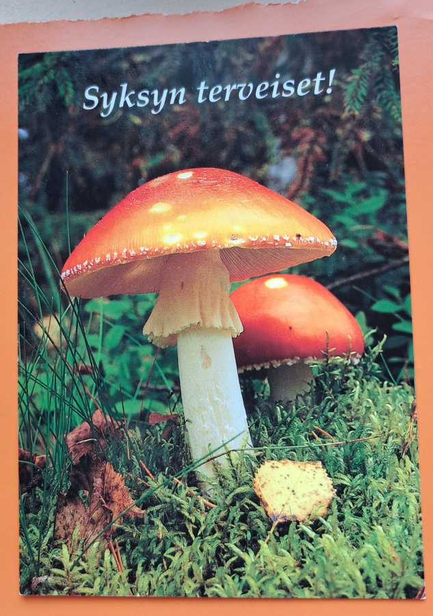 sieni, Syksyn terveiset, kulkenut käsipostissa