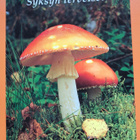 sieni, Syksyn terveiset, kulkenut käsipostissa - pikkukuva 1