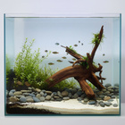 Uniikki akvaariojuurakko 42 cm | P042618 - pikkukuva 3