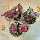 Begonian taimia 3kpl - pikkukuva 2
