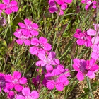Ketoneilikka (Dianthus deltoides), siemeniä 100 kpl - pikkukuva 3