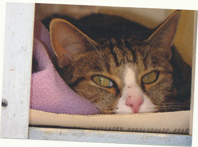 KISSA-kortti