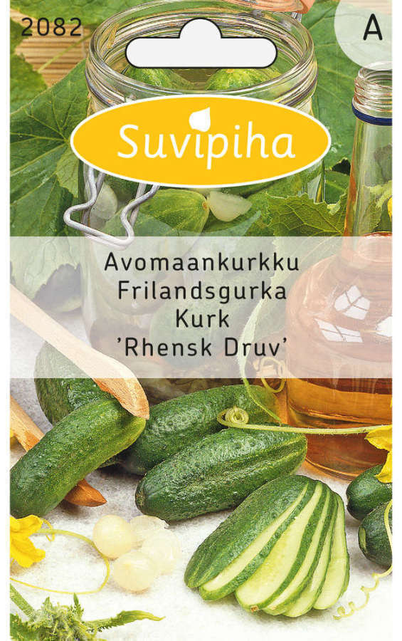 Kurkun siemenet "Rhensk druv" #