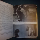 Jeremy Angel: CAT`S KINGDOM (1985) Sis.postikulut - pikkukuva 5