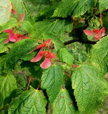 Tähkävaahtera (Acer spicatum), siemeniä 30 kpl