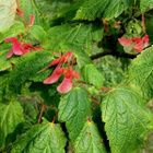 Tähkävaahtera (Acer spicatum), siemeniä 30 kpl - pikkukuva 1