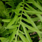 Ketokaunokki (Centaurea scabiosa), siemeniä 50 kpl - pikkukuva 2