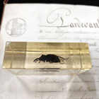 Natura Obscura – Entomologinen näyte no. 322 - pikkukuva 2