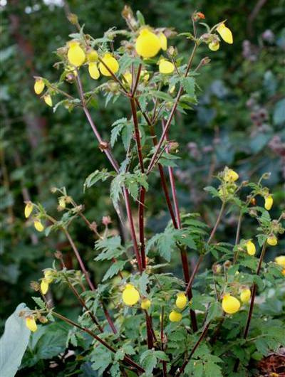 Liuskatohvelikukka (Calceolaria tripartita), siemeniä 50 kpl
