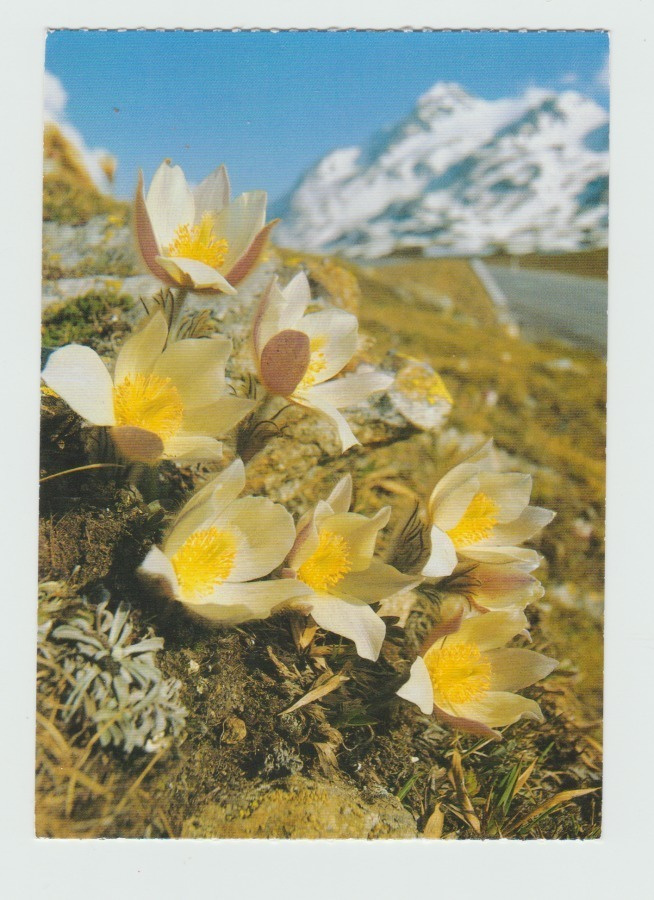 Foto Reinhard : Pulsatilla vernalis    (T)
