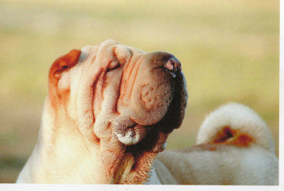 SHAR PEI POSTIKORTTI