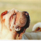 SHAR PEI  POSTIKORTTI - pikkukuva 1