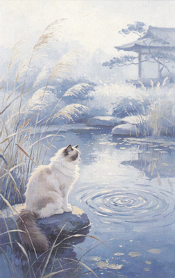 Kissa lammen rannalla