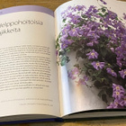 IHANAT KÄRHÖT, yli 100 klematis- lajia - pikkukuva 5