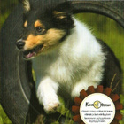 dvd, Koirien hyvinvointi [koirat, hoito, kasvatus] - pikkukuva 1