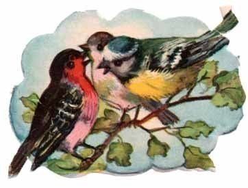 AFKH 12 / Pikkulintuja lehtipuun oksalla. 1950-l.
