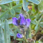 Sinilupiini (Lupinus angustifolius), siemeniä 30 kpl - pikkukuva 2