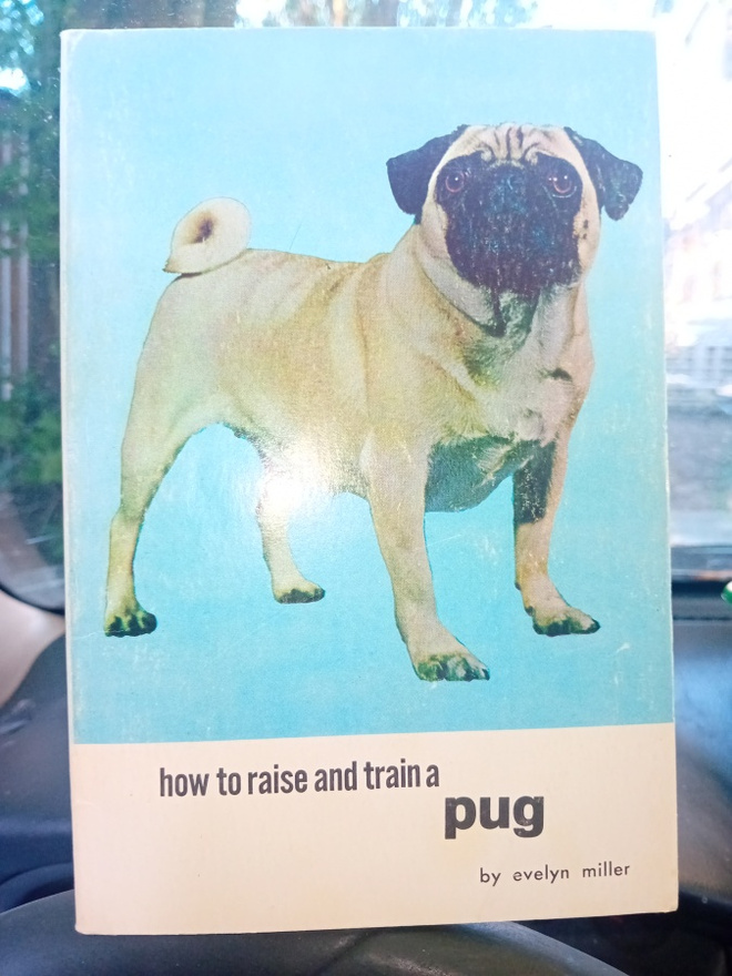 Evelyn Miller : How to raise and train A Pug ( SIS POSTIKUL)