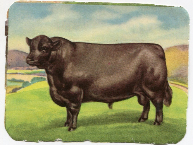 ALE - MLP 983 - Nelkku - Sonni - Aberdeen Angus