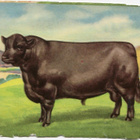 ALE - MLP 983 - Nelkku - Sonni - Aberdeen Angus - pikkukuva 1