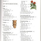 PRISMAS - Stora Krukväxtbok - Samuelsson/Schenkmanis - 215 s - pikkukuva 3