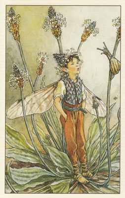Cicely Mary Barker: Kukkakeijut heinäratamo