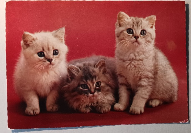 Kolme kissanpentua, väripk, p. 1983