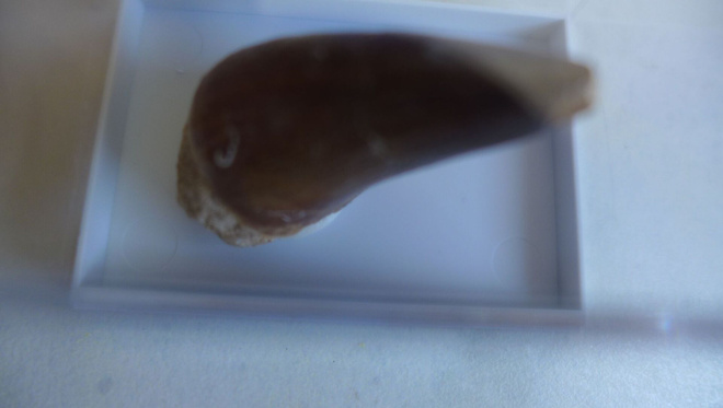 HAMMAS Dinosaurus ajalta on 70 Milj vuotta vanha