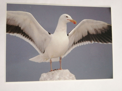 Lokki