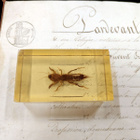 Natura Obscura – Entomologinen näyte no. 363 - pikkukuva 1